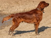 Irish Setter thumbnail